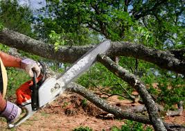 How Our Tree Care Process Works  in West Whittier Los Nietos, CA