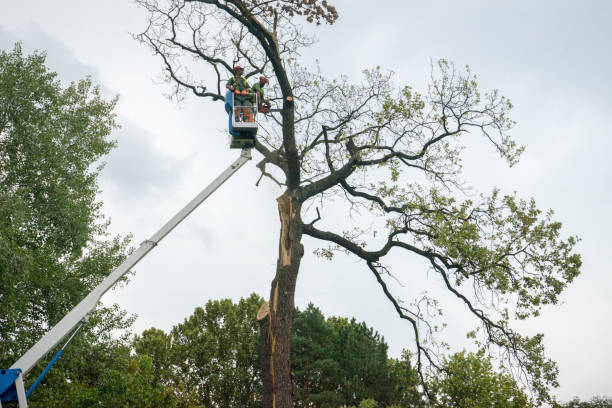 Tree and Shrub Care in West Whittier Los Nietos, CA